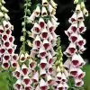 Future Forests All Perennials Digitalis Purpurea Pam’s Choice 2 Future Forests All Perennials Digitalis Purpurea Pam’s Choice