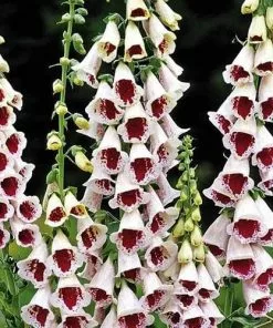 Future Forests All Perennials Digitalis Purpurea Pam’s Choice