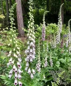 Future Forests All Perennials Digitalis Purpurea Pam’s Choice