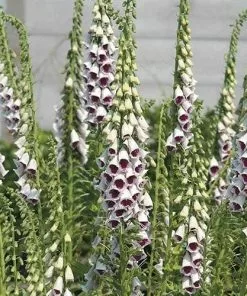 Future Forests All Perennials Digitalis Purpurea Pam’s Choice