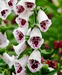 Future Forests All Perennials Digitalis Purpurea Pam’s Choice
