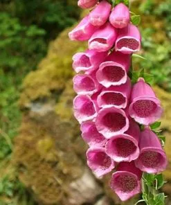Future Forests More Digitalis Purpurea - Foxglove