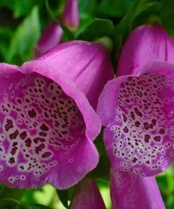 Future Forests More Digitalis Purpurea - Foxglove