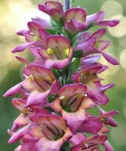 Future Forests Digitalis X Valinii Illumination Raspberry (Digiplexis) All Perennials