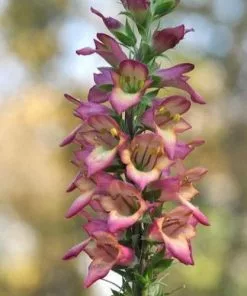 Future Forests Digitalis X Valinii Illumination Raspberry (Digiplexis) All Perennials