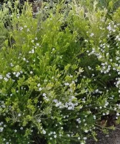 Future Forests Shrubs Diosma Ericoides Sunset Gold