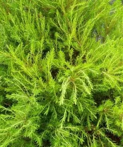 Future Forests Shrubs Diosma Ericoides Sunset Gold