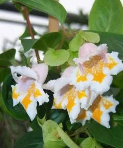 Future Forests Shrubs Dipelta Yunnanensis