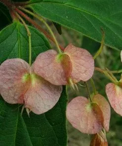 Future Forests Shrubs Dipelta Yunnanensis