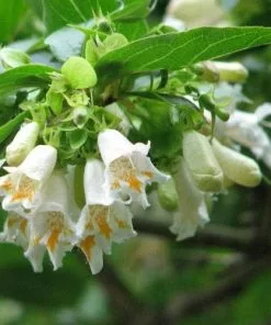 Future Forests Shrubs Dipelta Yunnanensis