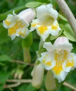 Future Forests Shrubs Dipelta Yunnanensis