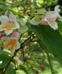 Future Forests Shrubs Dipelta Yunnanensis