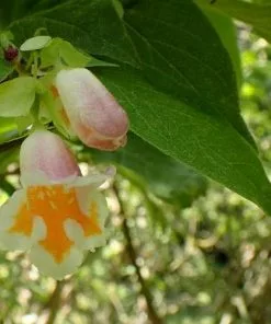 Future Forests Shrubs Dipelta Yunnanensis