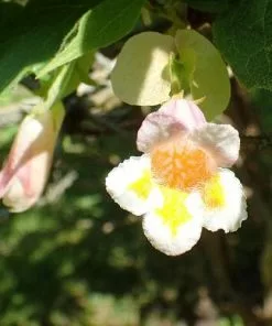 Future Forests Shrubs Dipelta Yunnanensis