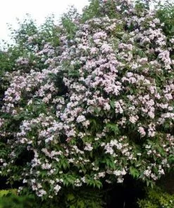 Future Forests Shrubs Dipelta Yunnanensis