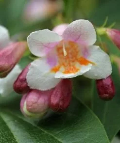 Future Forests Shrubs Dipelta Floribunda
