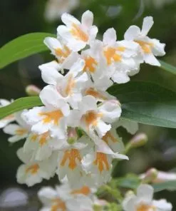 Future Forests Shrubs Dipelta Floribunda