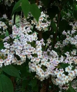 Future Forests Shrubs Dipelta Floribunda