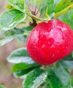 Future Forests Apple Discovery 8 Future Forests Apple Discovery