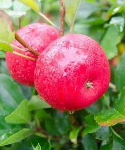 Future Forests Apple Discovery