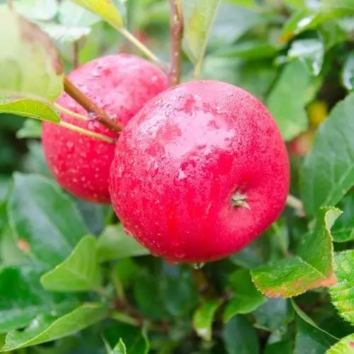 Future Forests Apple Discovery 3 Future Forests Apple Discovery