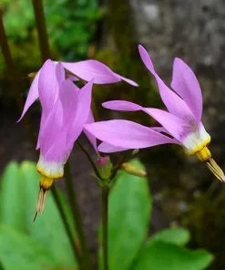 Future Forests Dodecatheon Meadia