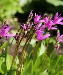 Future Forests Dodecatheon Meadia