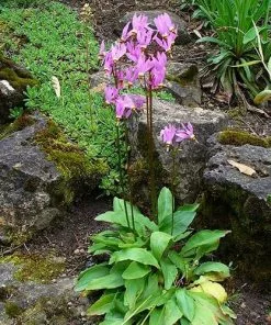 Future Forests Dodecatheon Meadia 12 Future Forests Dodecatheon Meadia