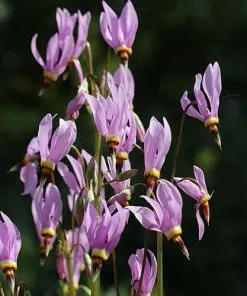 Future Forests Dodecatheon Meadia 13 Future Forests Dodecatheon Meadia