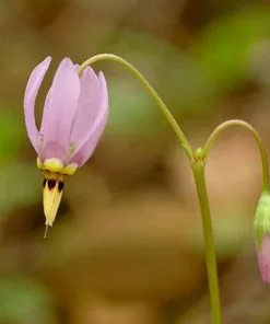 Future Forests Dodecatheon Meadia 14 Future Forests Dodecatheon Meadia