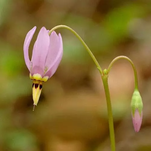 Future Forests Dodecatheon Meadia 7 Future Forests Dodecatheon Meadia