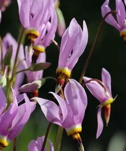 Future Forests Dodecatheon Meadia 15 Future Forests Dodecatheon Meadia