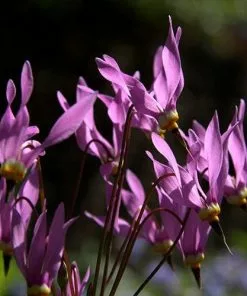 Future Forests Dodecatheon Meadia 16 Future Forests Dodecatheon Meadia