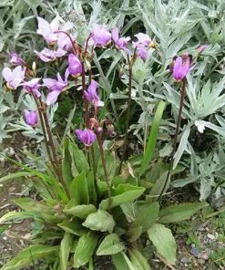 Future Forests Dodecatheon Meadia 17 Future Forests Dodecatheon Meadia