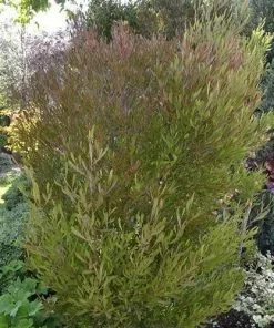 Future Forests Dodonaea Viscosa Purpurea