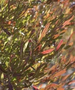 Future Forests Dodonaea Viscosa Purpurea