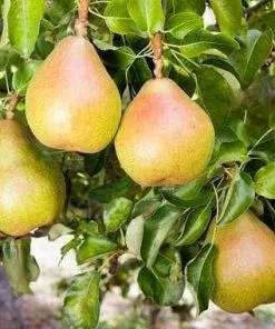 Future Forests Fruit Pear Doyenné Du Comice