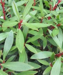 Future Forests Drimys Aromatica