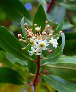 Future Forests Drimys Aromatica