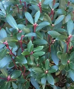 Future Forests Drimys Aromatica