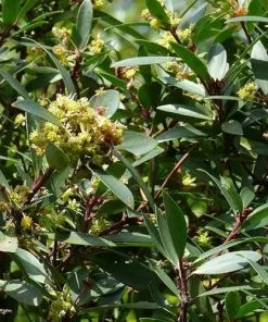 Future Forests Drimys Aromatica