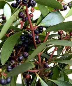 Future Forests Drimys Aromatica