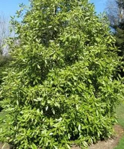 Future Forests Drimys Winteri Shrubs 7 Future Forests Drimys Winteri Shrubs