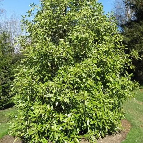 Future Forests Drimys Winteri Shrubs 5 Future Forests Drimys Winteri Shrubs