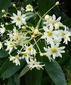 Future Forests Drimys Winteri Shrubs