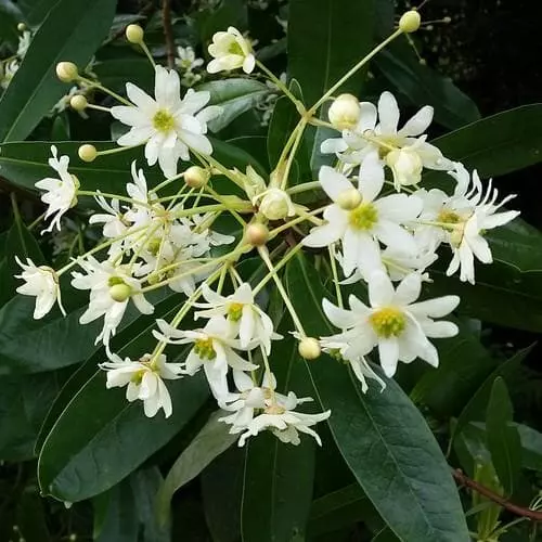 Future Forests Drimys Winteri Shrubs 3 Future Forests Drimys Winteri Shrubs