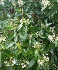 Future Forests Drimys Winteri Shrubs