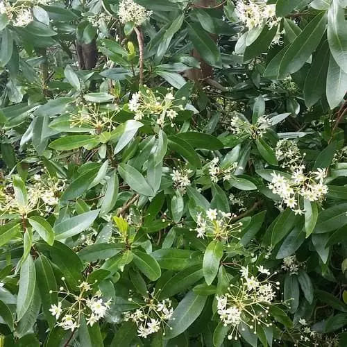 Future Forests Drimys Winteri Shrubs 4 Future Forests Drimys Winteri Shrubs