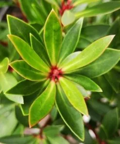 Future Forests Drimys Lanceolata Red Spice