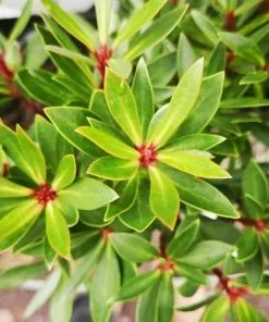 Future Forests Drimys Lanceolata Red Spice